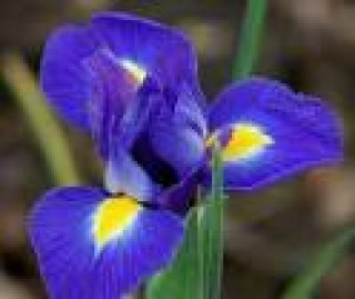 images-17