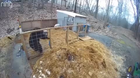 Попутал берега косолапый
