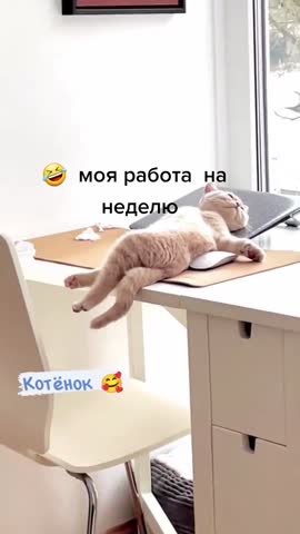 Как_котёноК