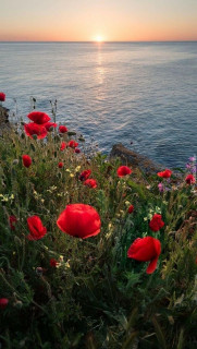 IMG-83e2dfa146cb84c65bcb78263d967c6b-V