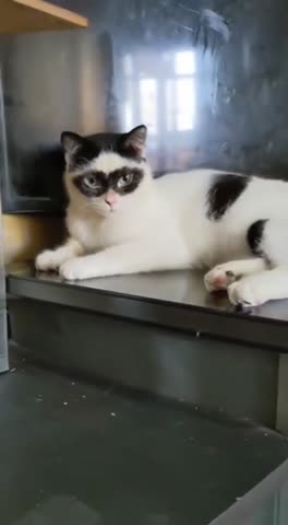 Котвочках