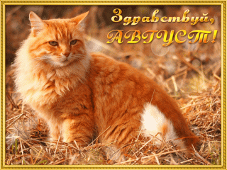 GIF-7dfc3dc40545b1722d9f2c862d6fa3c6