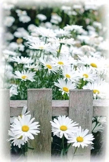 FB_IMG_16596083809002527