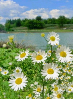 FB_IMG_16596208216667696