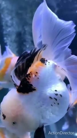 video-efbf6d5d0f8966cd0d127cfa862d0c36-V