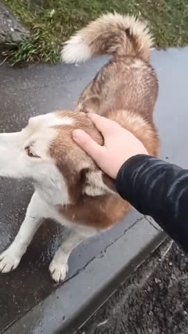 Прикол