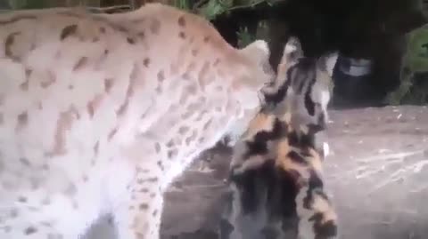 рыську вскормила кошка