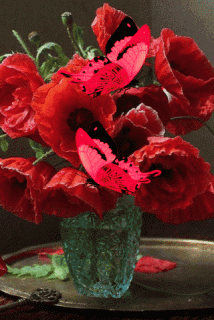 GIF-b4c3827a66ffe2e8bfa4b5ce68c01341