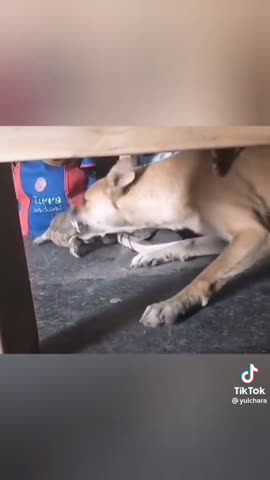 -Черепашка-