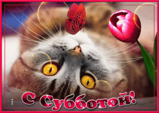 GIF-7bd45e12c2f1e7e4dcf1ebbd36ed5cbe