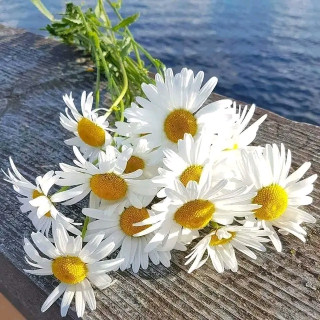 FB_IMG_16612788951923660