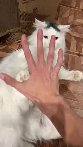 Тимошка