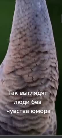ЮморОнТакой