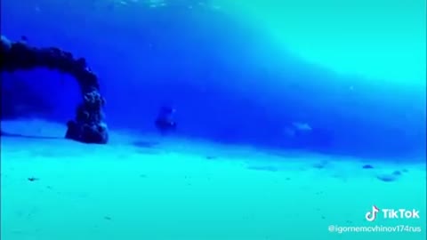 дельфиненок