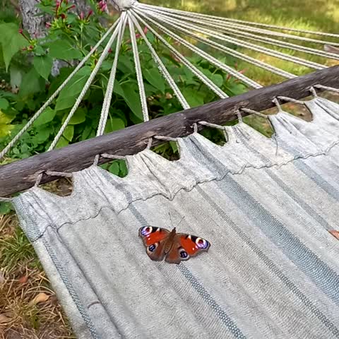 video-ec6e139461ebc97bf3ee8763efadac0c-V