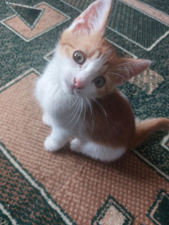 IMG-37a4e5f6ceda9c4f043e6f2ca660346e-V