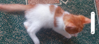 IMG-0326869a7fb914b7c900a899d72e54ab-V