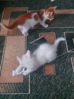 IMG-a927a6d11c52388da05af8fb905e9b72-V