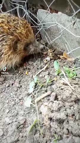 e2123def0b4e99ad8e774cc2afeba255