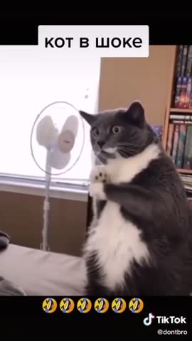 Подарок коту