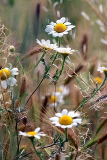 FB_IMG_16622217916243372