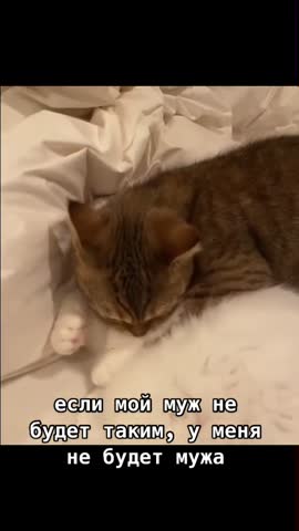 Котики