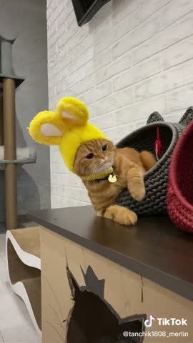 7dd4a09b3a5f1d84dc7af4b314836243