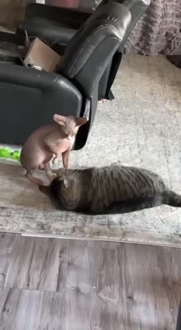 video-c5c32a0c7a6ef9d961133f41a351e12f-V