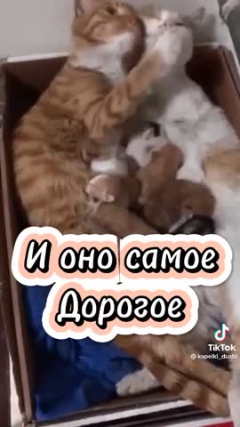 Кошкина нежность