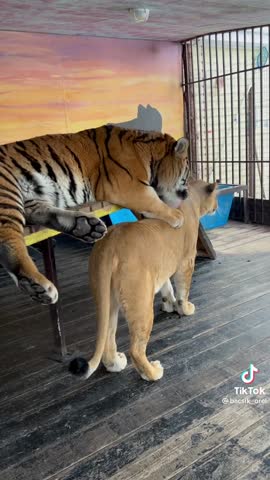 808f2e5d946a5dc2db6727a1d743e9a7