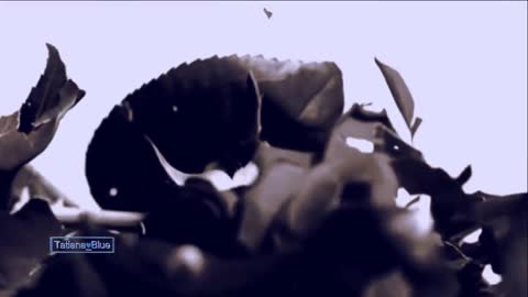 Stive_Man720P_HD