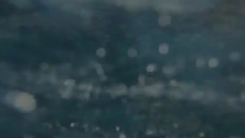 Света_-_Синеглазые_дельфины