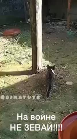 На войне не зевай