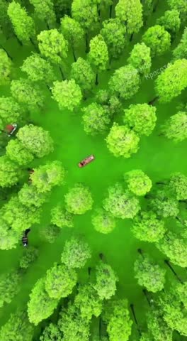 -Китай-Болото-