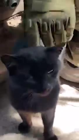 -Боевой-Кот-