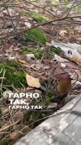 Грибочки