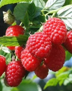 IMG-62e23937d0f28606a3a9444a43f72e8a-V