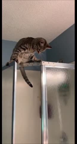 кисы665590507811