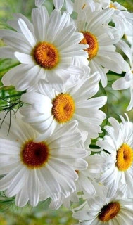 FB_IMG_16656617725853187