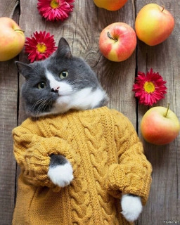 EajaZg23hGo