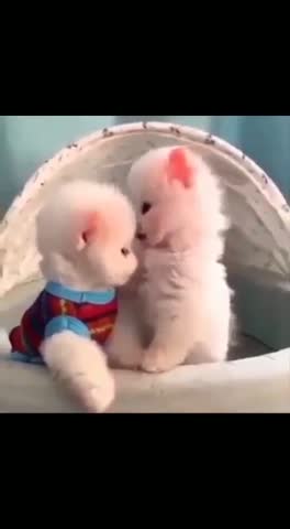 video-8edfc17a0140224476a20b076da43f95-V