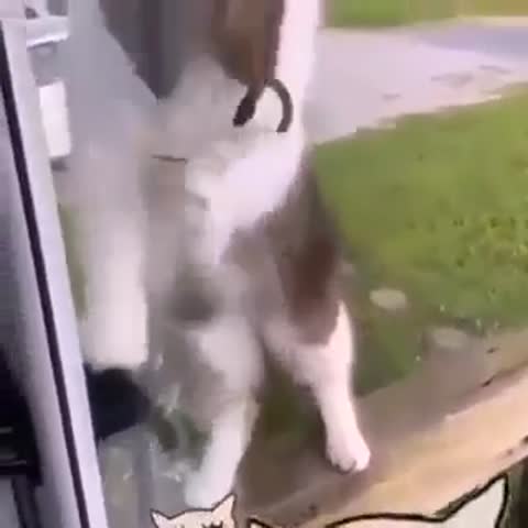 Мышь