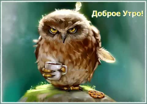 СоваДоброеУтро