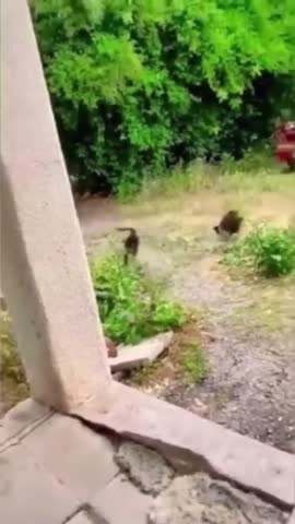 Боевые_коты_против_ворон