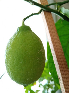 IMG-876ba1ce49b50503ac2c5520c3be5da5-V