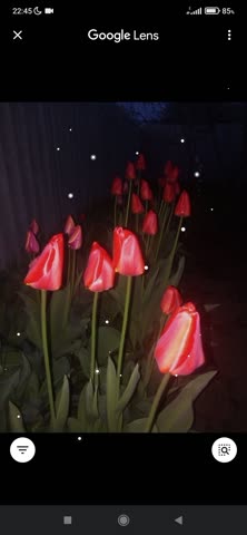 тюльпаны_ночь