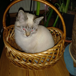 IMG-bb9c85db5e9dde16935a0bc673c1a8da-V