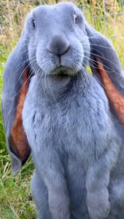 IMG-3bc7011a1e84b75f692466cd6a31c157-V