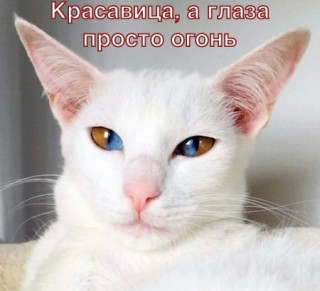 W1QwWUzAVG8