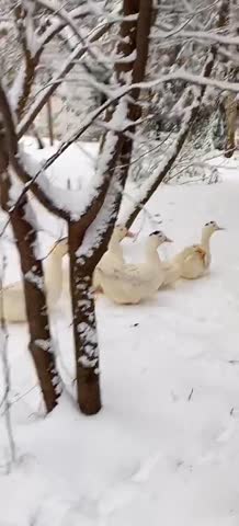 video-6d89e3cd5f158f4f8fb728e728b36a6a-V